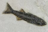 Two Black, Fossil Fish (Mioplosus) - Wyoming #163537-2
